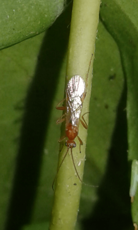 Braconidae?